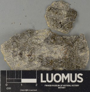  ( - H9250738)  @11 [ ] by-nc (2025) Erkka Laine Luomus