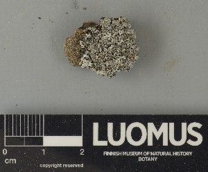  ( - H9250743)  @11 [ ] by-nc (2025) Erkka Laine Luomus