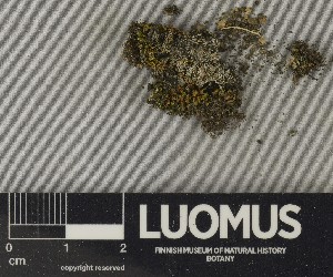  ( - H9250748)  @11 [ ] by-nc (2025) Erkka Laine Luomus