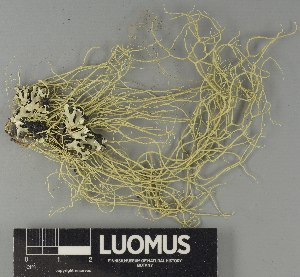  ( - H9250758)  @11 [ ] by-nc (2025) Erkka Laine Luomus