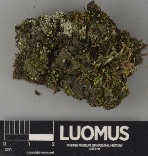  ( - H9250786)  @11 [ ] by-nc (2025) Erkka Laine Luomus