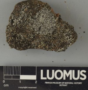  ( - H9250804)  @11 [ ] by-nc (2025) Erkka Laine Luomus