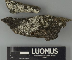  ( - H9250823)  @11 [ ] by-nc (2025) Erkka Laine Luomus