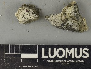  ( - H9250836)  @11 [ ] by-nc (2025) Erkka Laine Luomus