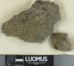  (Verrucaria elevata - H9505786)  @11 [ ] by-nc (2023) Erkka Laine Luomus
