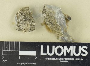  (Verrucaria praeviridula - H9505869)  @11 [ ] by-nc (2023) Erkka Laine Luomus