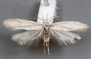  (Pleurotinae - IB2379)  @15 [ ] CreativeCommons - Attribution Non-Commercial (2016) Marko Mutanen University of Oulu