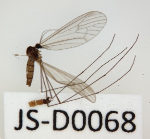  (Trichocera sibirica - JS-D0068)  @11 [ ] by-nc (2021) Juha Salokannel Unspecified