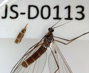  (Trichocera longa - JS-D0113)  @11 [ ] by-nc (2021) Juha Salokannel Unspecified
