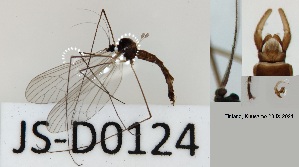  (Trichocera nordica - JS-D0124)  @11 [ ] by-nc (2021) Juha Salokannel Unspecified