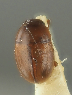  (Hydnobius latifrons - KP.7373)  @11 [ ] by-nc (2025) Erkka Laine Luomus