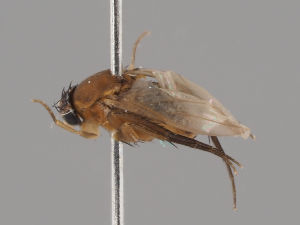  (Phalacrotophora fasciata - KWi-1932)  @11 [ ] by-nc (2018) Marko Mutanen University of Oulu