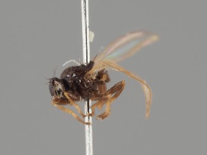  (Allopiophila pectiniventris - KWi-2088)  @11 [ ] by-nc (2021) Ella Sippola University of Oulu