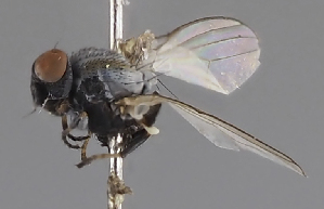  (Leucopis glyphinivora - KWi-2306)  @11 [ ] by-nc (2024) Erkka Laine University of Oulu