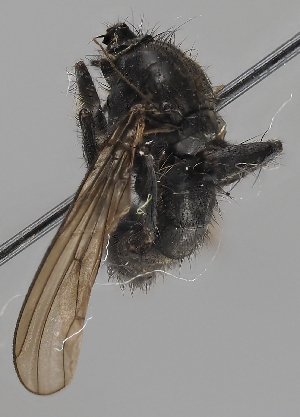  (Cordilura proboscidea - KWi-2356)  @11 [ ] by-nc (2024) Erkka Laine University of Oulu