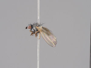  ( - KWi-1030)  @11 [ ] CreativeCommons - Attribution Non-Commercial (2018) Marko Mutanen University of Oulu