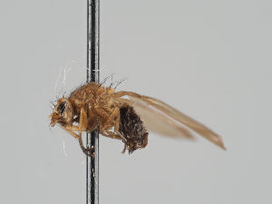  ( - KWi-1047)  @11 [ ] CreativeCommons - Attribution Non-Commercial (2018) Marko Mutanen University of Oulu