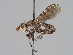  (Dictya umbrarum - KWi-1126)  @11 [ ] CreativeCommons - Attribution Non-Commercial (2018) Marko Mutanen University of Oulu