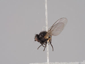  ( - KWi-1183)  @11 [ ] CreativeCommons - Attribution Non-Commercial (2018) Marko Mutanen University of Oulu