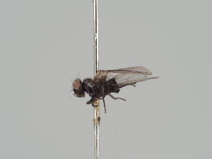  (Ophiomyia melandryi - KWi-1193)  @11 [ ] by-nc (2018) Marko Mutanen University of Oulu