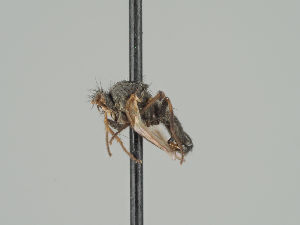  (Amaurosoma inerme - KWi-1450)  @11 [ ] CreativeCommons - Attribution Non-Commercial (2018) Marko Mutanen University of Oulu