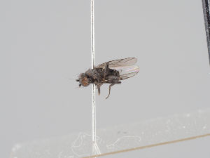  ( - KWi-1516)  @11 [ ] CreativeCommons - Attribution Non-Commercial (2018) Marko Mutanen University of Oulu