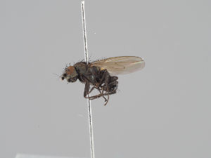  ( - KWi-1538)  @11 [ ] CreativeCommons - Attribution Non-Commercial (2018) Marko Mutanen University of Oulu