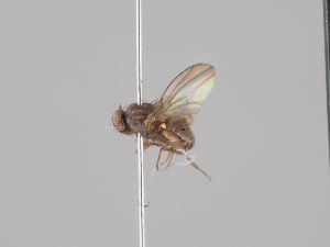  (Drosophila tristis - KWi-1563)  @11 [ ] CreativeCommons - Attribution Non-Commercial (2018) Marko Mutanen University of Oulu