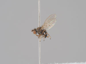  ( - KWi-1599)  @11 [ ] CreativeCommons - Attribution Non-Commercial (2018) Marko Mutanen University of Oulu