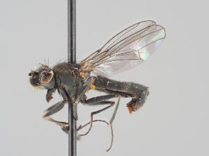  (Setacera aurata - KWi-1607)  @11 [ ] CreativeCommons - Attribution Non-Commercial (2018) Marko Mutanen University of Oulu