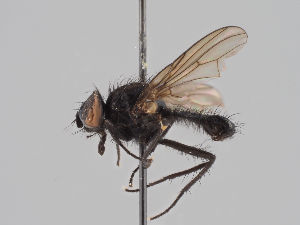  (Strobilomyia anthracina - KWi-1643)  @11 [ ] CreativeCommons - Attribution Non-Commercial (2018) Marko Mutanen University of Oulu