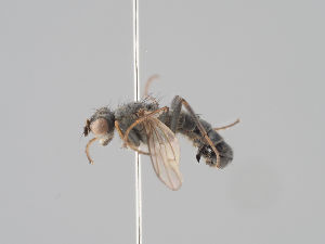 ( - KWi-1656)  @11 [ ] CreativeCommons - Attribution Non-Commercial (2018) Marko Mutanen University of Oulu