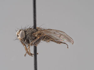  (Lispocephala falculata - KWi-1796)  @11 [ ] by-nc (2018) Marko Mutanen University of Oulu