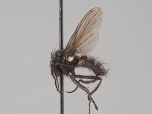  ( - KWi-1819)  @11 [ ] by-nc (2018) Marko Mutanen University of Oulu