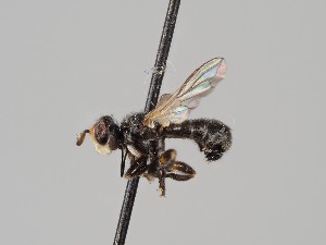  (Thecophora cinerascens - KWi-450)  @11 [ ] CreativeCommons - Attribution Non-Commercial (2018) Marko Mutanen University of Oulu