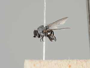 (Leucopis atritarsis - KWi-465)  @11 [ ] CreativeCommons - Attribution Non-Commercial (2018) Marko Mutanen University of Oulu