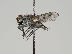  ( - KWi-529)  @14 [ ] CreativeCommons - Attribution Non-Commercial (2018) Marko Mutanen University of Oulu