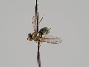  (Chrysotus suavis - KWi-690)  @11 [ ] CreativeCommons - Attribution Non-Commercial (2018) Marko Mutanen University of Oulu