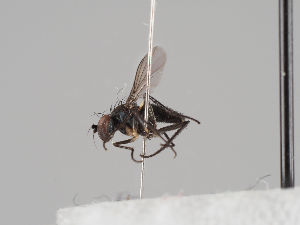  (Chrysotus cupreus - KWi-727)  @12 [ ] CreativeCommons - Attribution Non-Commercial (2018) Marko Mutanen University of Oulu