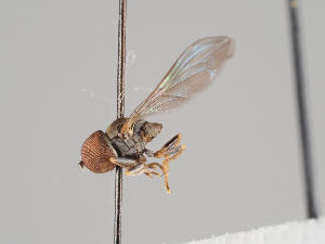  (Eudorylas coloratus - KWi-884)  @11 [ ] CreativeCommons - Attribution Non-Commercial (2018) Marko Mutanen University of Oulu