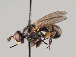  (Thecophora fulvipes - KWi-899)  @11 [ ] CreativeCommons - Attribution Non-Commercial (2018) Marko Mutanen University of Oulu