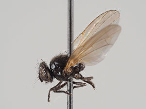  (Dasiops perpropinquus - KWi-900)  @11 [ ] CreativeCommons - Attribution Non-Commercial (2018) Marko Mutanen University of Oulu