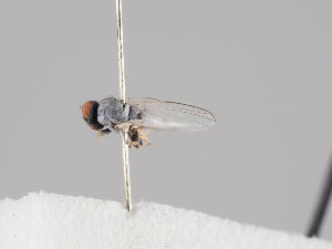  (Leucopis argentata - KWi-911)  @11 [ ] CreativeCommons - Attribution Non-Commercial (2018) Marko Mutanen University of Oulu