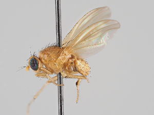  (Sapromyza quadripunctata - KWi-916)  @11 [ ] CreativeCommons - Attribution Non-Commercial (2018) Marko Mutanen University of Oulu