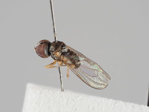  ( - KWi-935)  @11 [ ] CreativeCommons - Attribution Non-Commercial (2018) Marko Mutanen University of Oulu