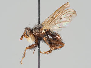  ( - KWi-947)  @11 [ ] CreativeCommons - Attribution Non-Commercial (2018) Marko Mutanen University of Oulu
