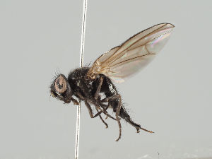  (Earomyia lonchaeoides - KWi-967)  @11 [ ] CreativeCommons - Attribution Non-Commercial (2018) Marko Mutanen University of Oulu