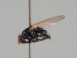  (Allopiophila lonchaeoides - KWi-982)  @11 [ ] CreativeCommons - Attribution Non-Commercial (2018) Marko Mutanen University of Oulu