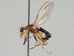  ( - KWi-984)  @11 [ ] CreativeCommons - Attribution Non-Commercial (2018) Marko Mutanen University of Oulu