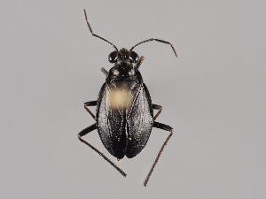  ( - MZH_KZ.7738)  @11 [ ] CreativeCommons - Attribution Non-Commercial (2018) Marko Mutanen University of Oulu
